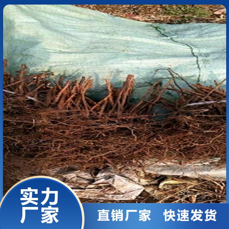 树莓_樱桃苗型号全价格低