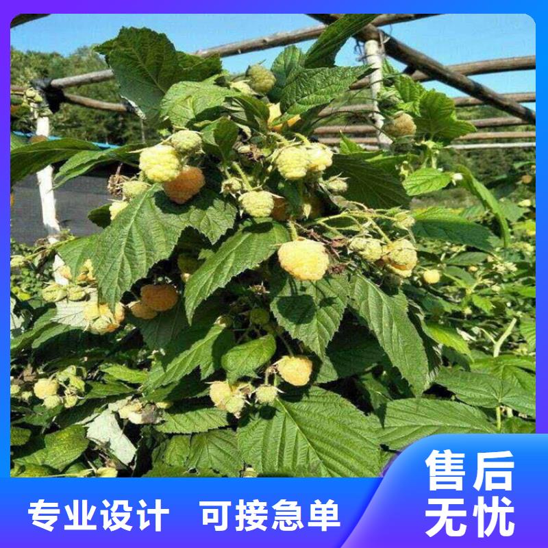 【 树莓_蓝莓苗多年实力厂家】种类齐全