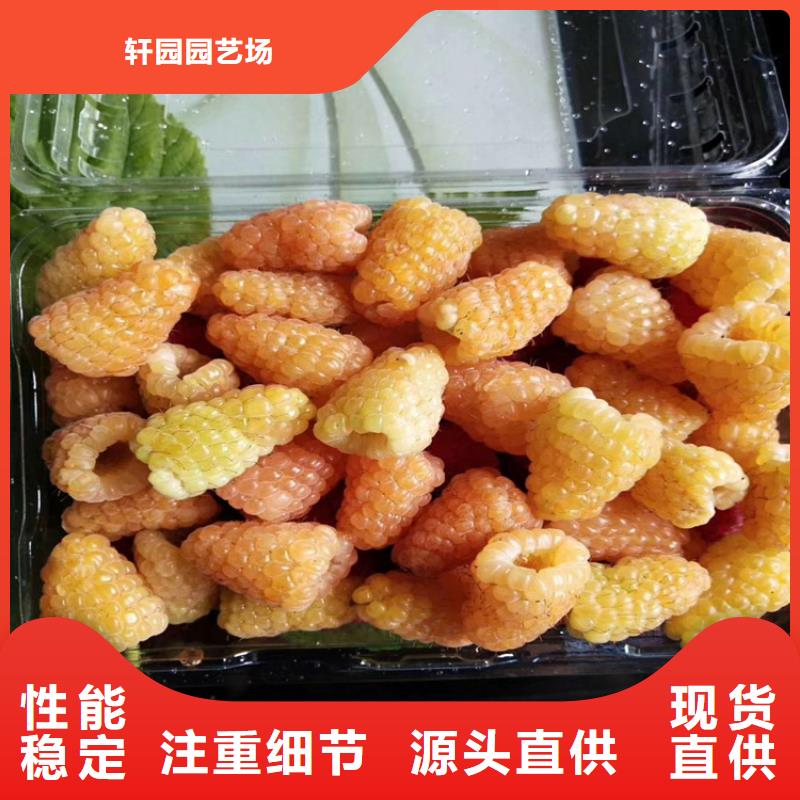 梨树苗-视频-梨树苗(轩园)覆盖地域山西省吕梁市孝义|石楼|忻州|晋中|朔州|阳泉