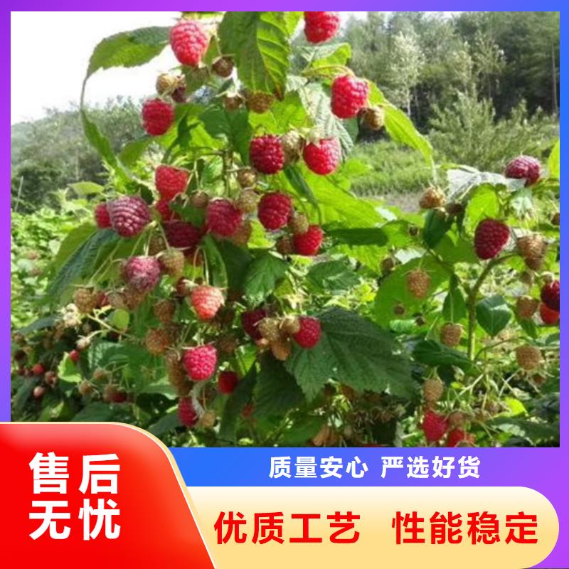 【树莓】石榴树值得信赖|梨树苗-轩园园艺场(本溪市分公司)