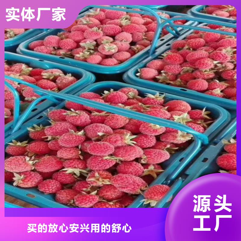 树莓樱桃苗品质保证
