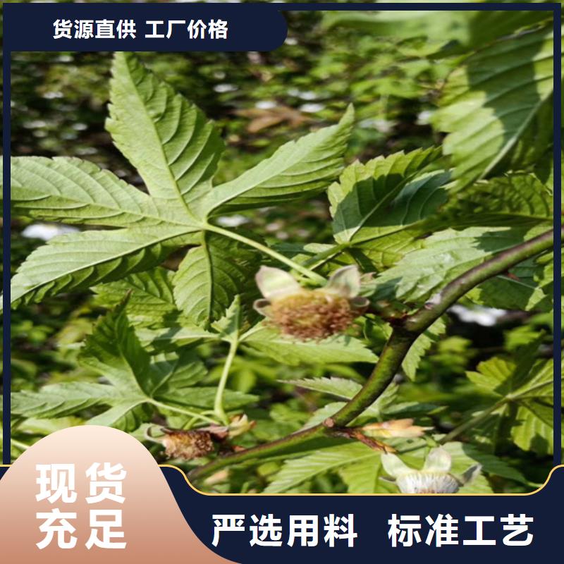 树莓樱桃苗同行低价