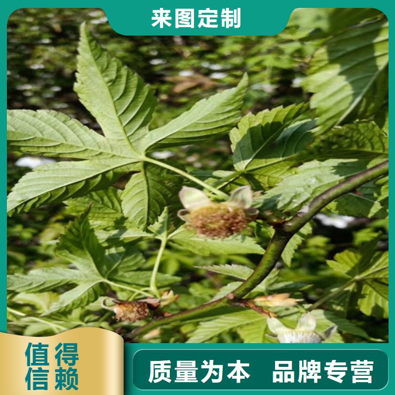 【 树莓_蓝莓苗多年实力厂家】种类齐全