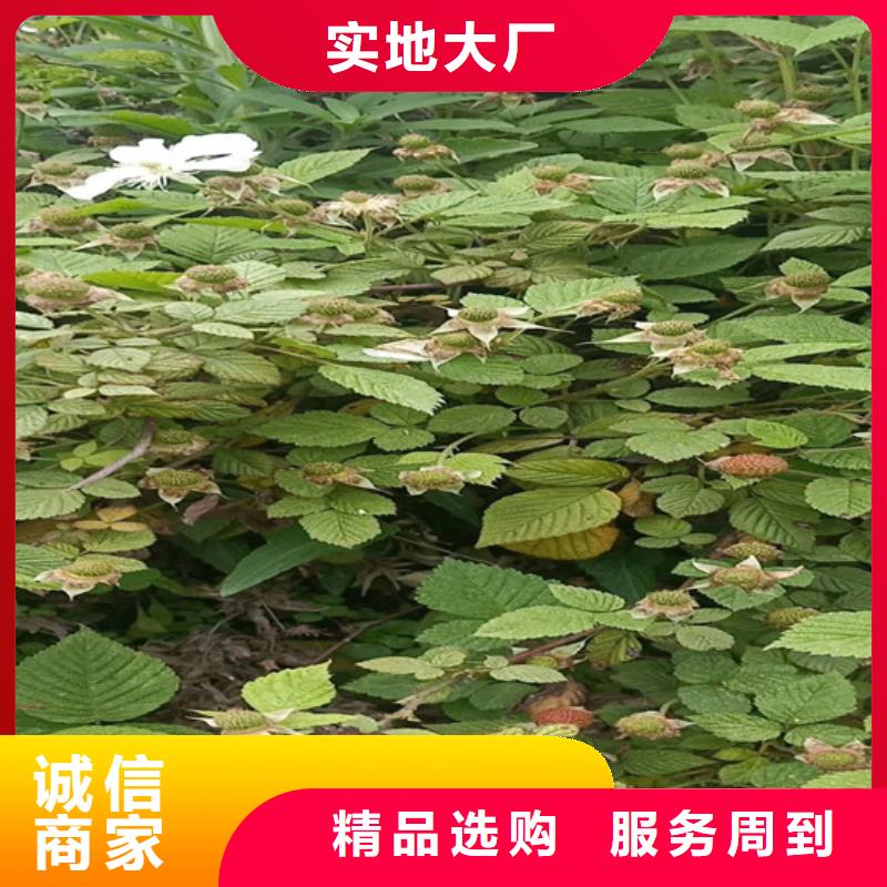 【 树莓-桃树苗厂家批发价】由轩园为您