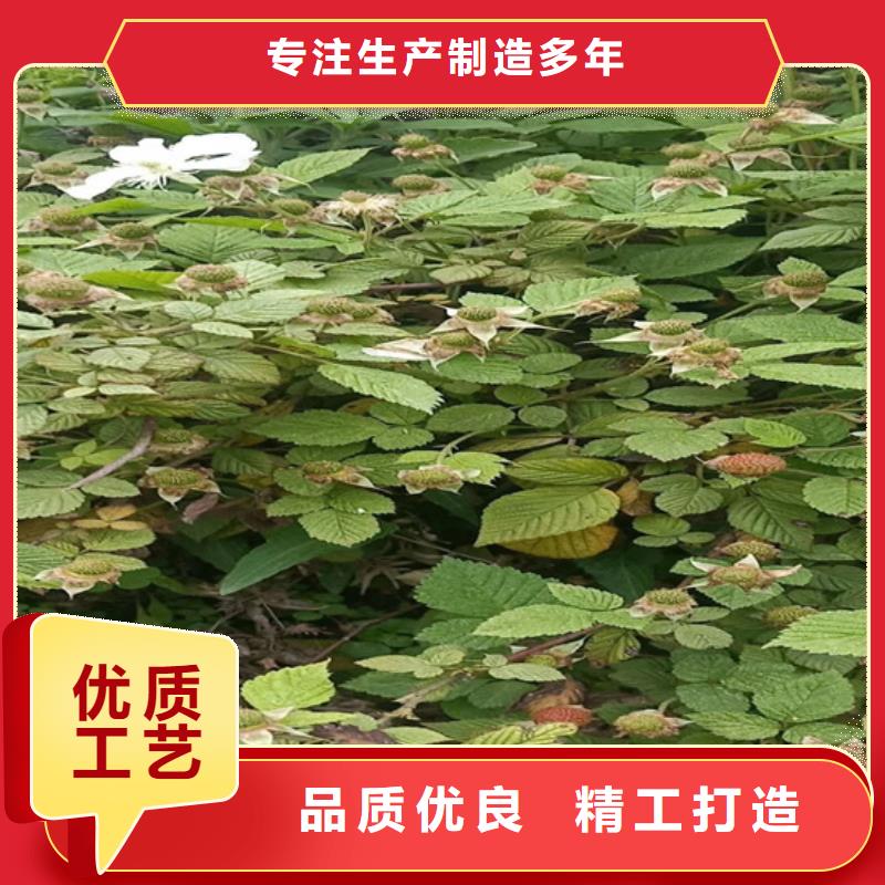 【树莓】石榴树值得信赖