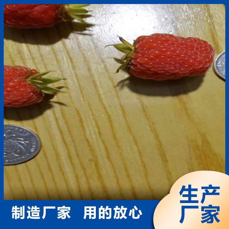 石楼|中阳|太原|临汾|朔州|长治|忻州|晋中轩园【 树莓_蓝莓苗多年实力厂家】