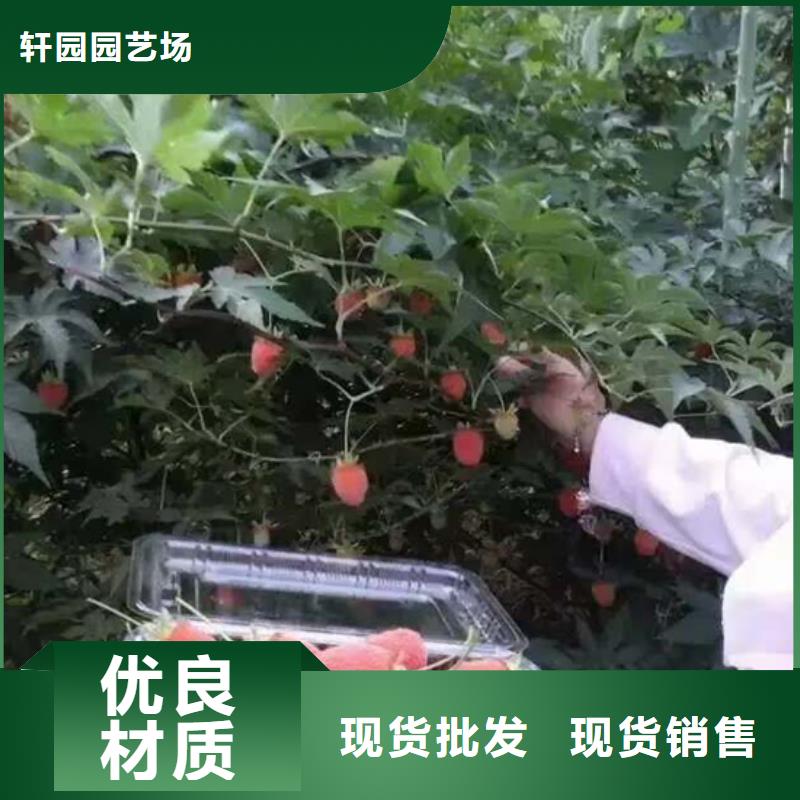 树莓樱桃苗品质保证