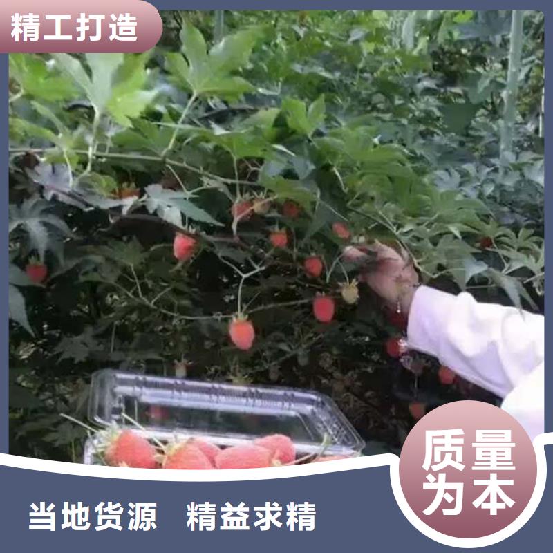【树莓】石榴树值得信赖