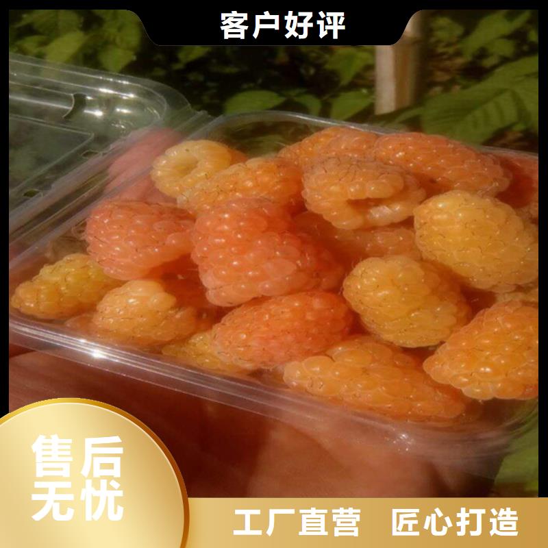 树莓樱桃苗同行低价
