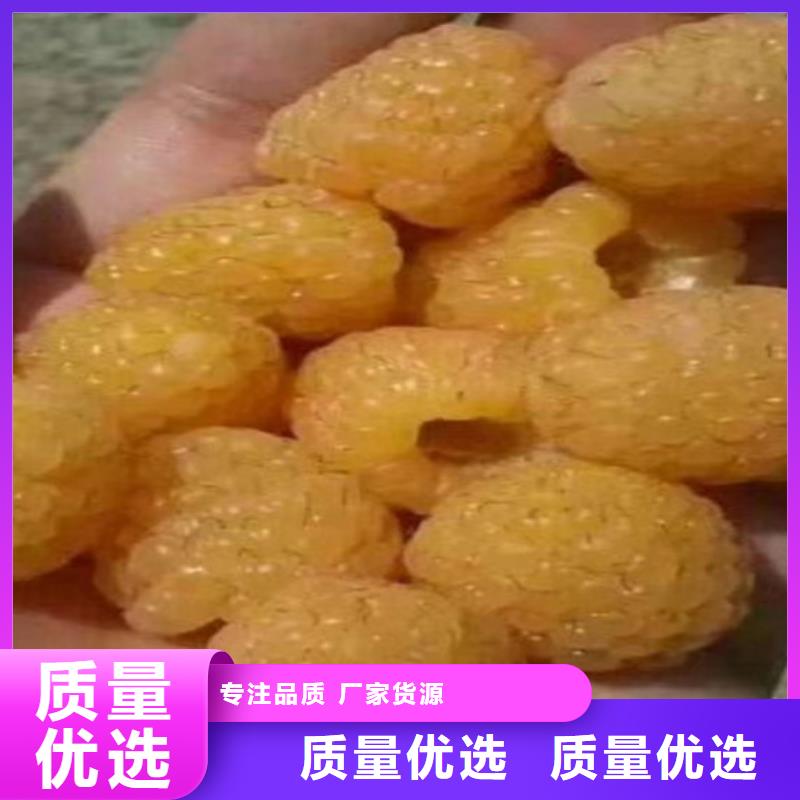 树莓樱桃苗同行低价
