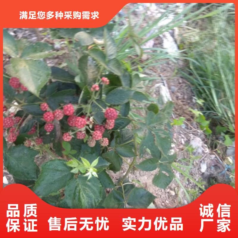 梨树苗-视频-梨树苗(轩园)覆盖地域辽宁省本溪市明山|南芬|丹东|盘锦|抚顺|沈阳|铁岭|辽阳|鞍山