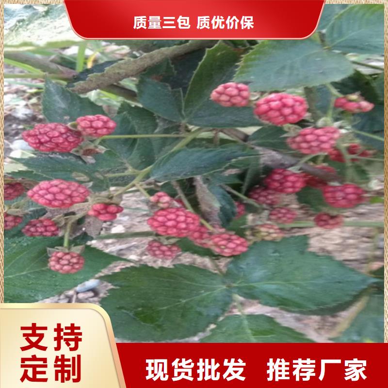 【 树莓-桃树苗厂家批发价】由轩园为您
