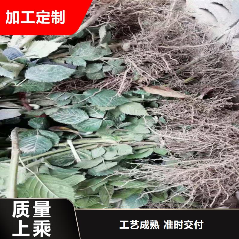 树莓,樱桃苗应用范围广泛