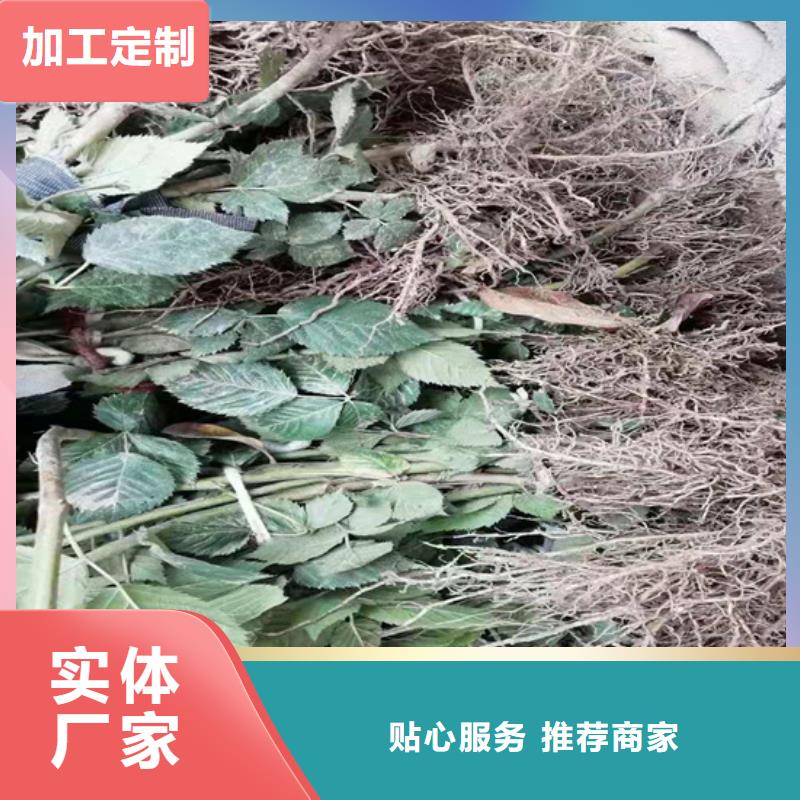 树莓,樱桃苗应用范围广泛