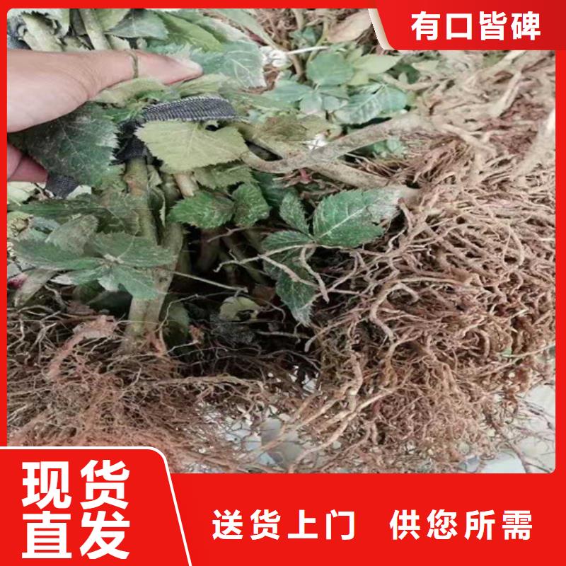 【 树莓_蓝莓苗多年实力厂家】种类齐全