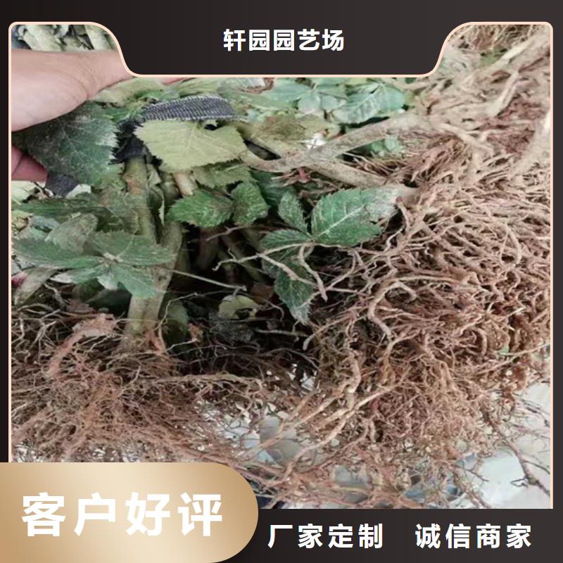 梨树苗-视频-梨树苗(轩园)覆盖地域山西省吕梁市孝义|石楼|忻州|晋中|朔州|阳泉
