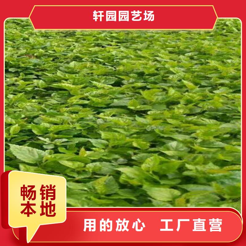 【树莓】石榴树值得信赖