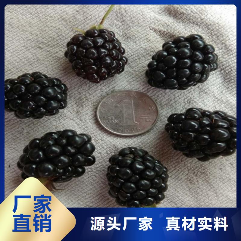 梨树苗-视频-梨树苗(轩园)覆盖地域辽宁省本溪市明山|南芬|丹东|盘锦|抚顺|沈阳|铁岭|辽阳|鞍山