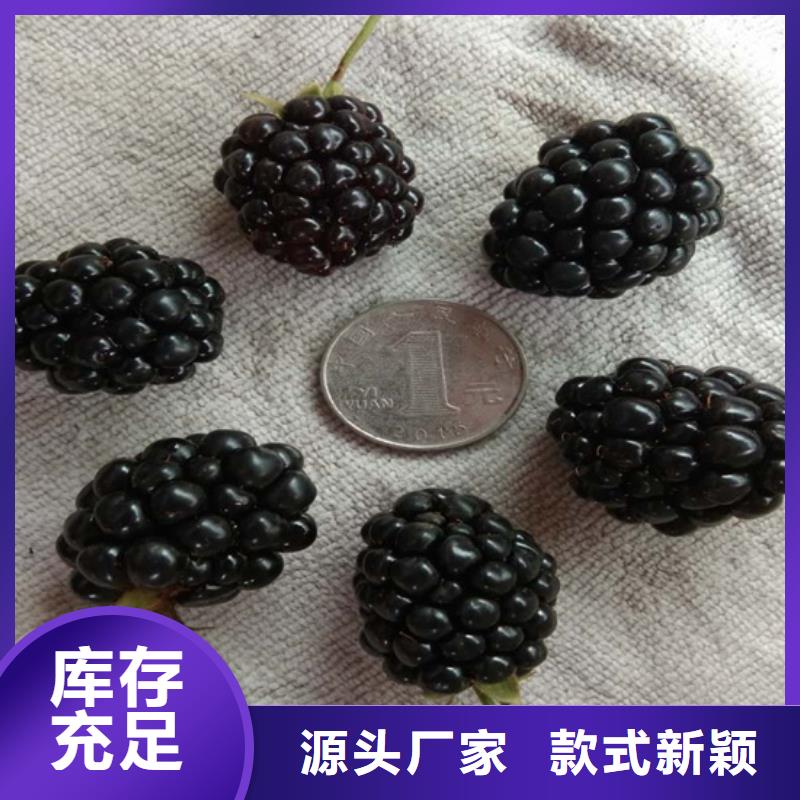 【树莓】石榴树值得信赖|梨树苗-轩园园艺场(本溪市分公司)