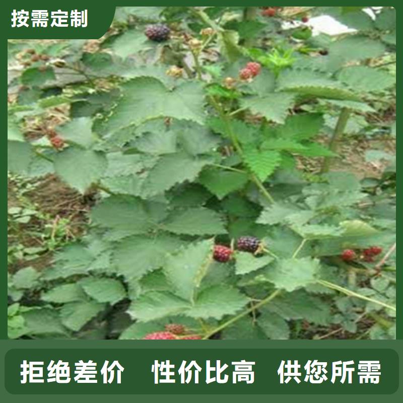 樹莓,櫻桃苗應(yīng)用范圍廣泛