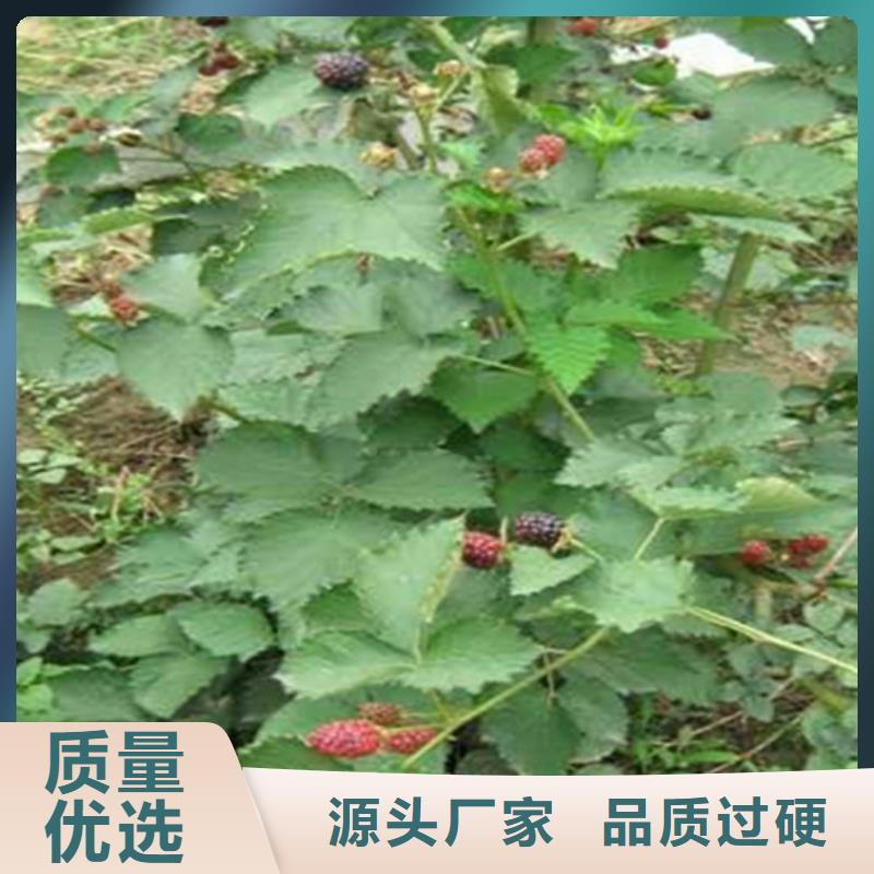 【 树莓-桃树苗厂家批发价】由轩园为您