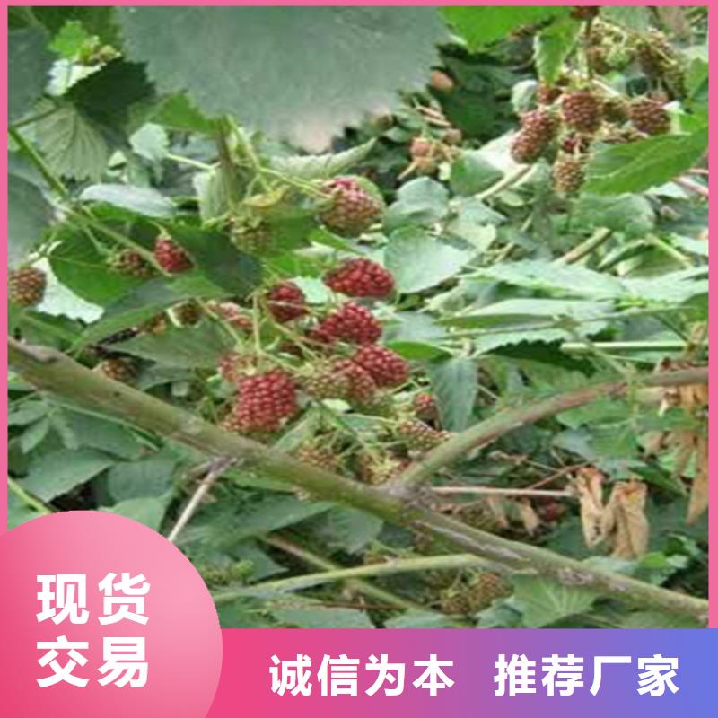 树莓樱桃苗品质保证