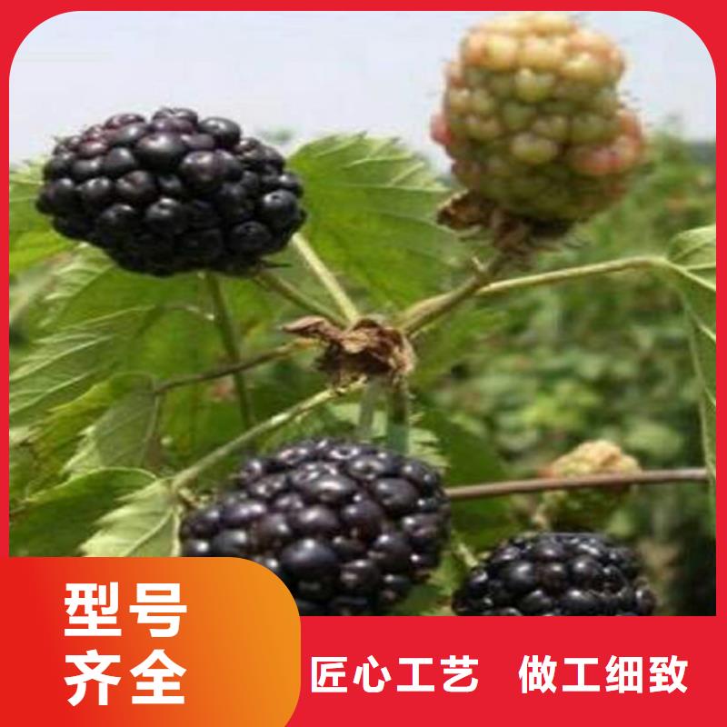 石楼|中阳|太原|临汾|朔州|长治|忻州|晋中轩园【 树莓_蓝莓苗多年实力厂家】