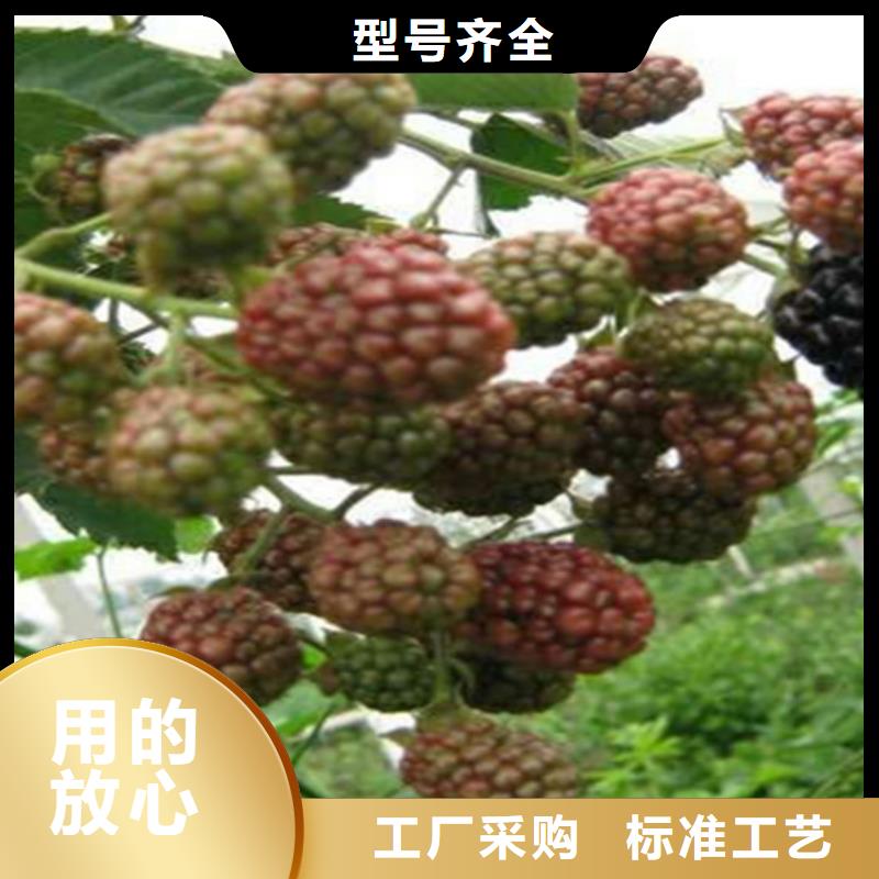 石楼|中阳|太原|临汾|朔州|长治|忻州|晋中轩园【 树莓_蓝莓苗多年实力厂家】