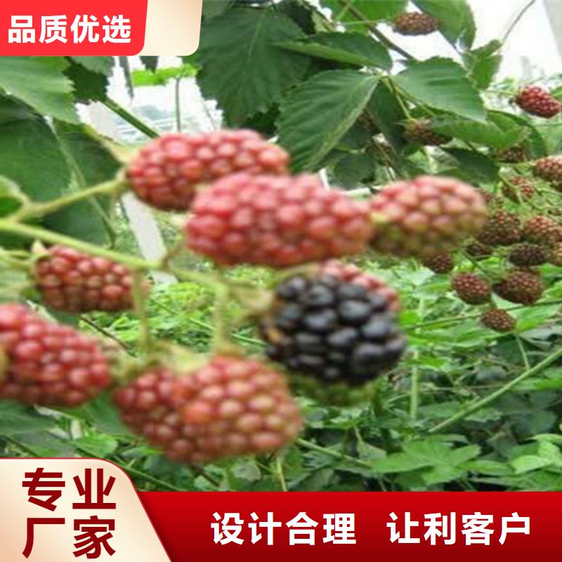 树莓,樱桃苗应用范围广泛
