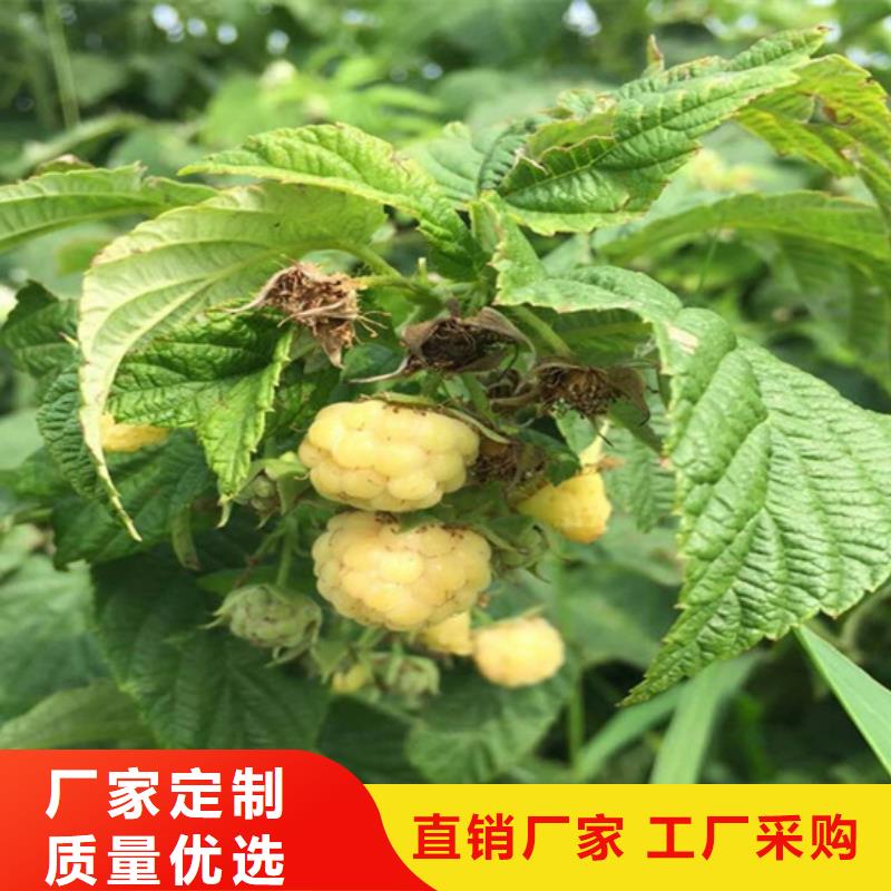 【树莓】石榴树值得信赖