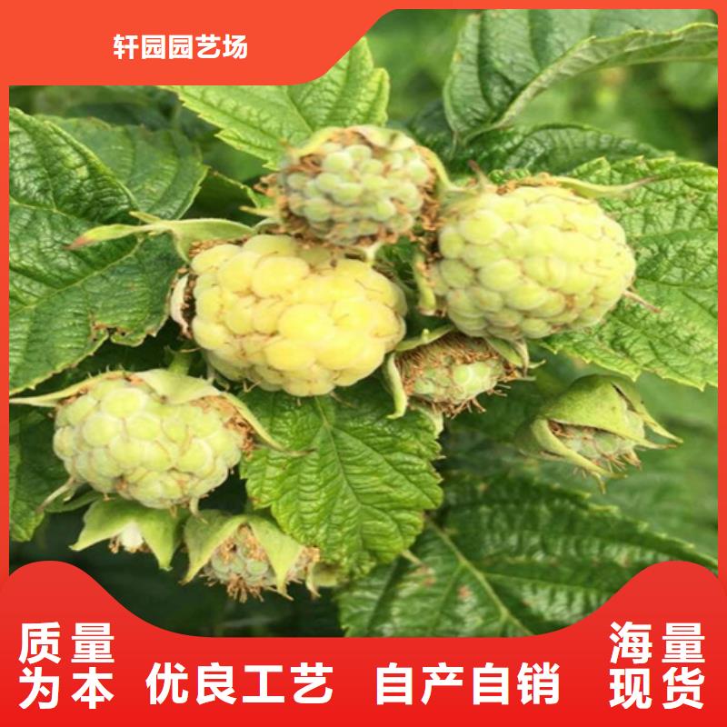 梨树苗视频-梨树苗|吕梁市|方山|离石|朔州|阳泉|大同|忻州|运城