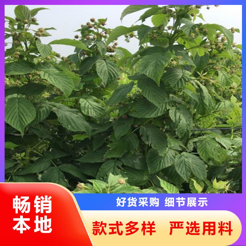 【 树莓_蓝莓苗多年实力厂家】种类齐全