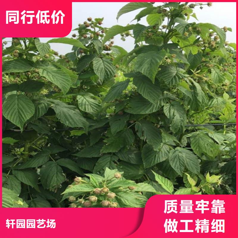 梨树苗-视频-梨树苗(轩园)覆盖地域山西省吕梁市孝义|石楼|忻州|晋中|朔州|阳泉