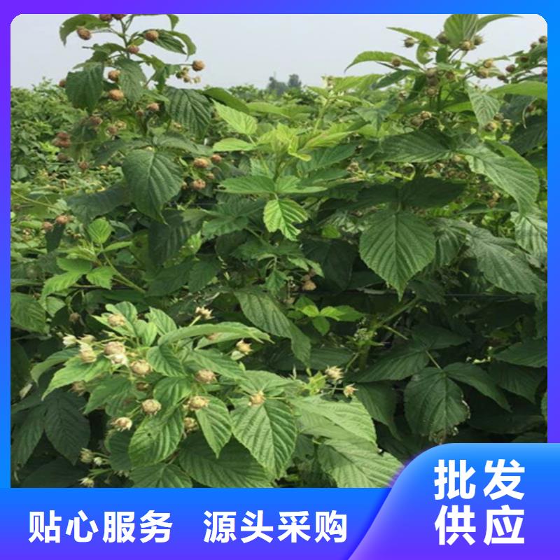 樹莓櫻桃苗廠家直銷