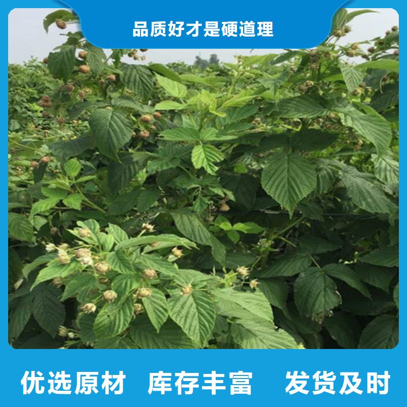 【树莓】石榴树值得信赖