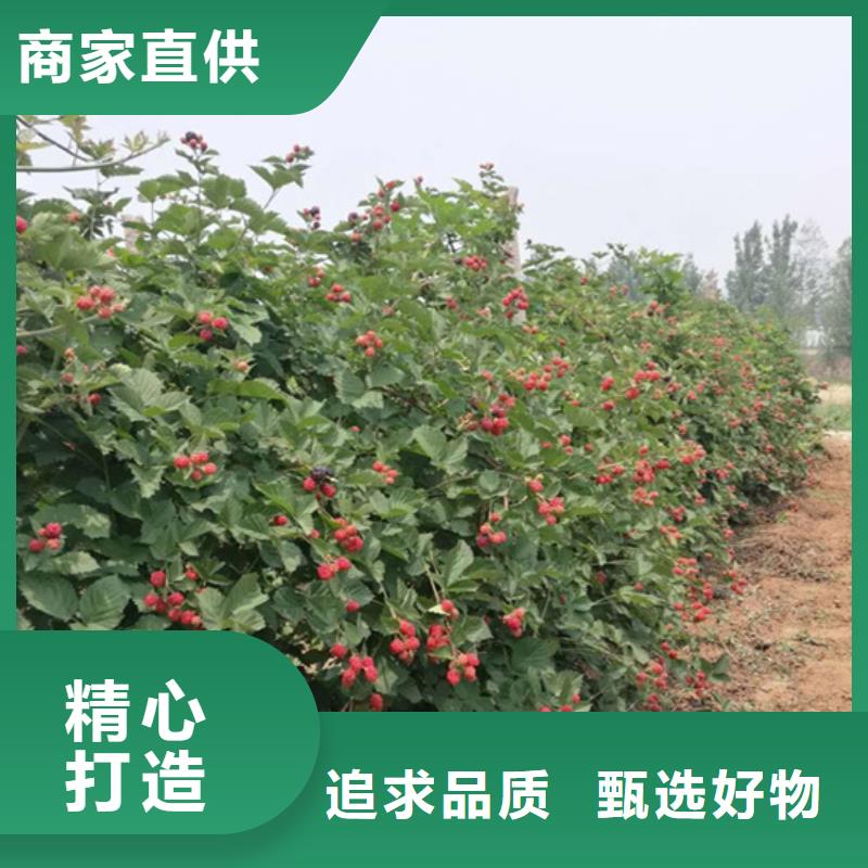 梨树苗-视频-梨树苗(轩园)覆盖地域辽宁省本溪市明山|南芬|丹东|盘锦|抚顺|沈阳|铁岭|辽阳|鞍山