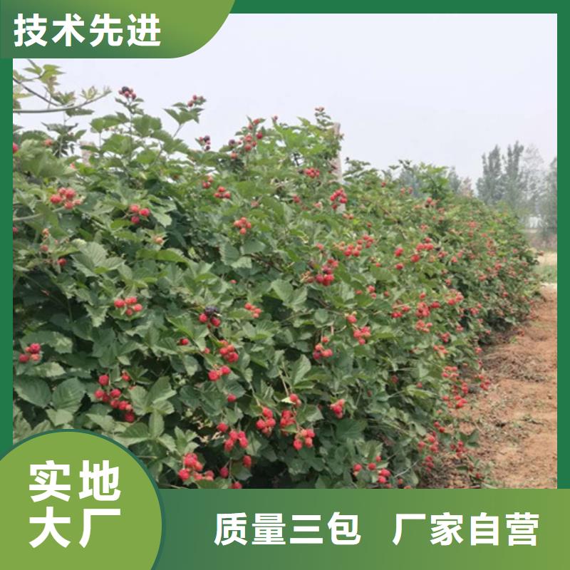 樹莓,櫻桃苗應(yīng)用范圍廣泛