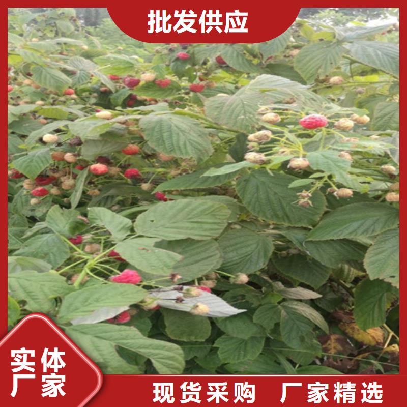 树莓西瓜苗批发商