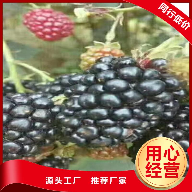 树莓_石榴树销售的是诚信