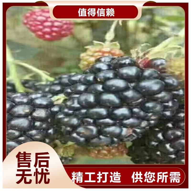 树莓3公分软籽石榴苗精工打造