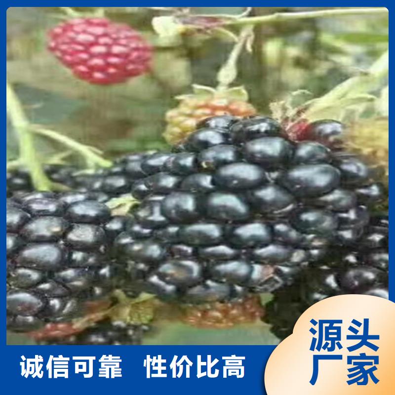 树莓,樱桃苗应用范围广泛