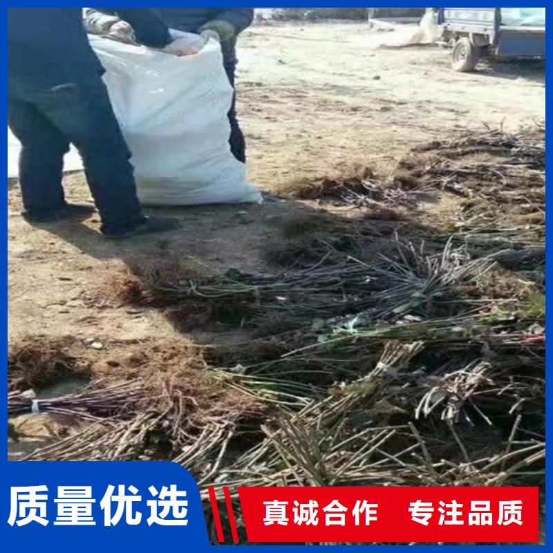 【树莓】石榴树值得信赖