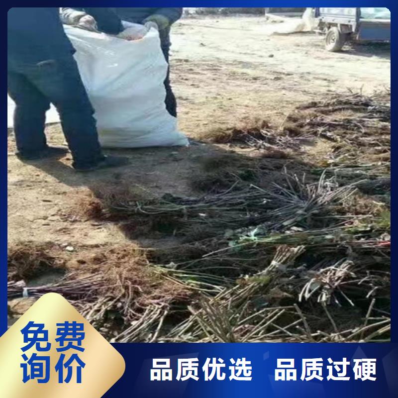 树莓石榴树送货上门