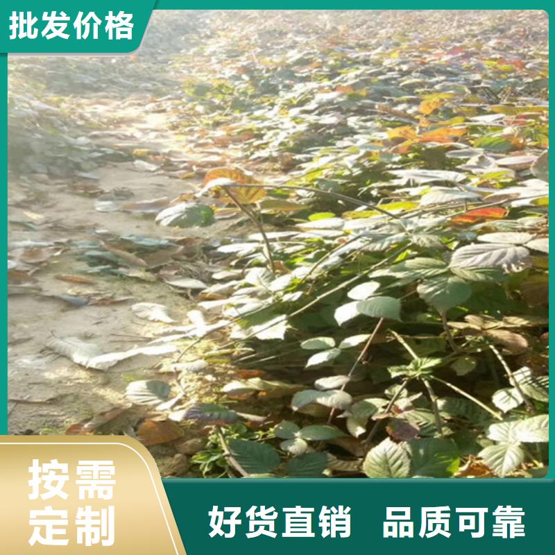 树莓,樱桃苗应用范围广泛