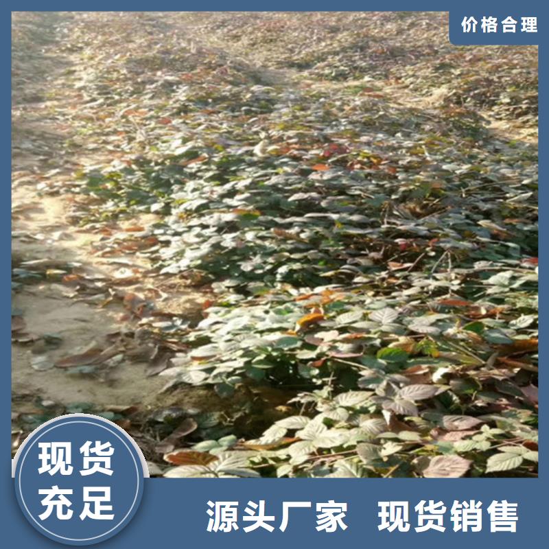 树莓樱桃苗同行低价