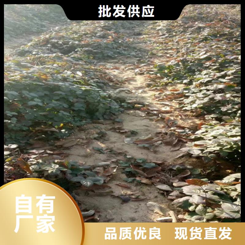 轩园梨树苗【 树莓-桃树苗厂家批发价】qy55.com