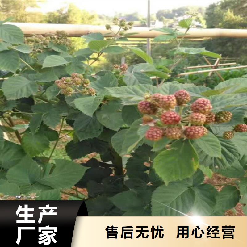梨树苗-视频-梨树苗(轩园)覆盖地域辽宁省本溪市明山|南芬|丹东|盘锦|抚顺|沈阳|铁岭|辽阳|鞍山