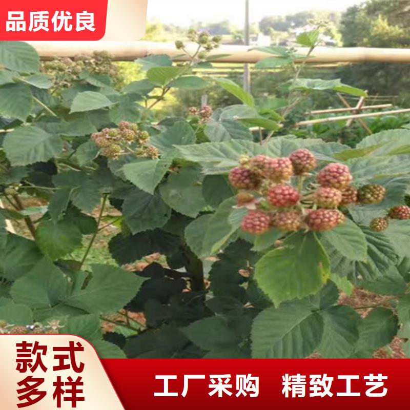 树莓_桃树苗服务始终如一