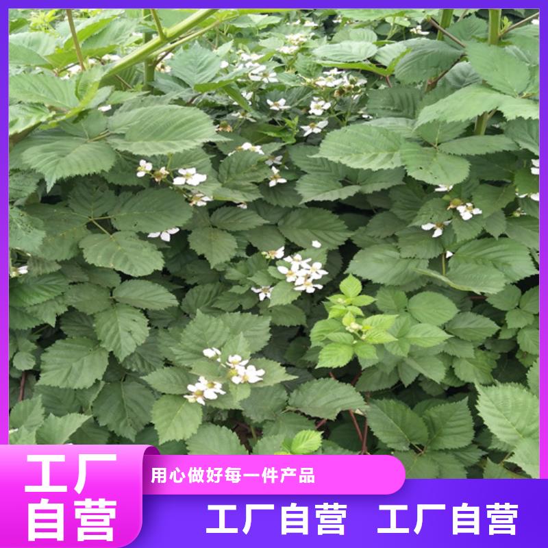 树莓_桃树苗服务始终如一