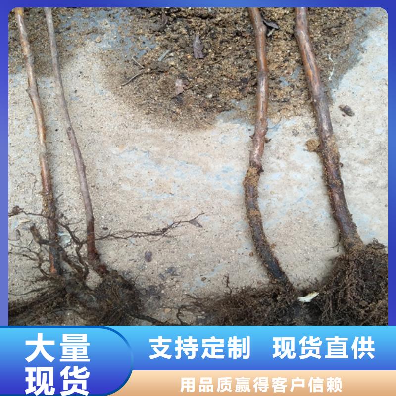 树莓_石榴树销售的是诚信